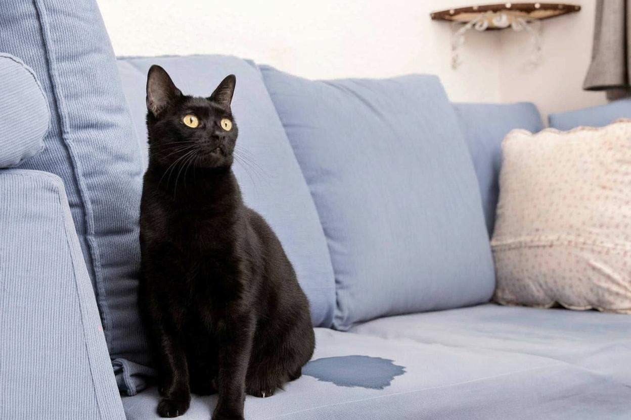 Photo d'un chat sur un canapé, assis à coté d'une flaque d'urine