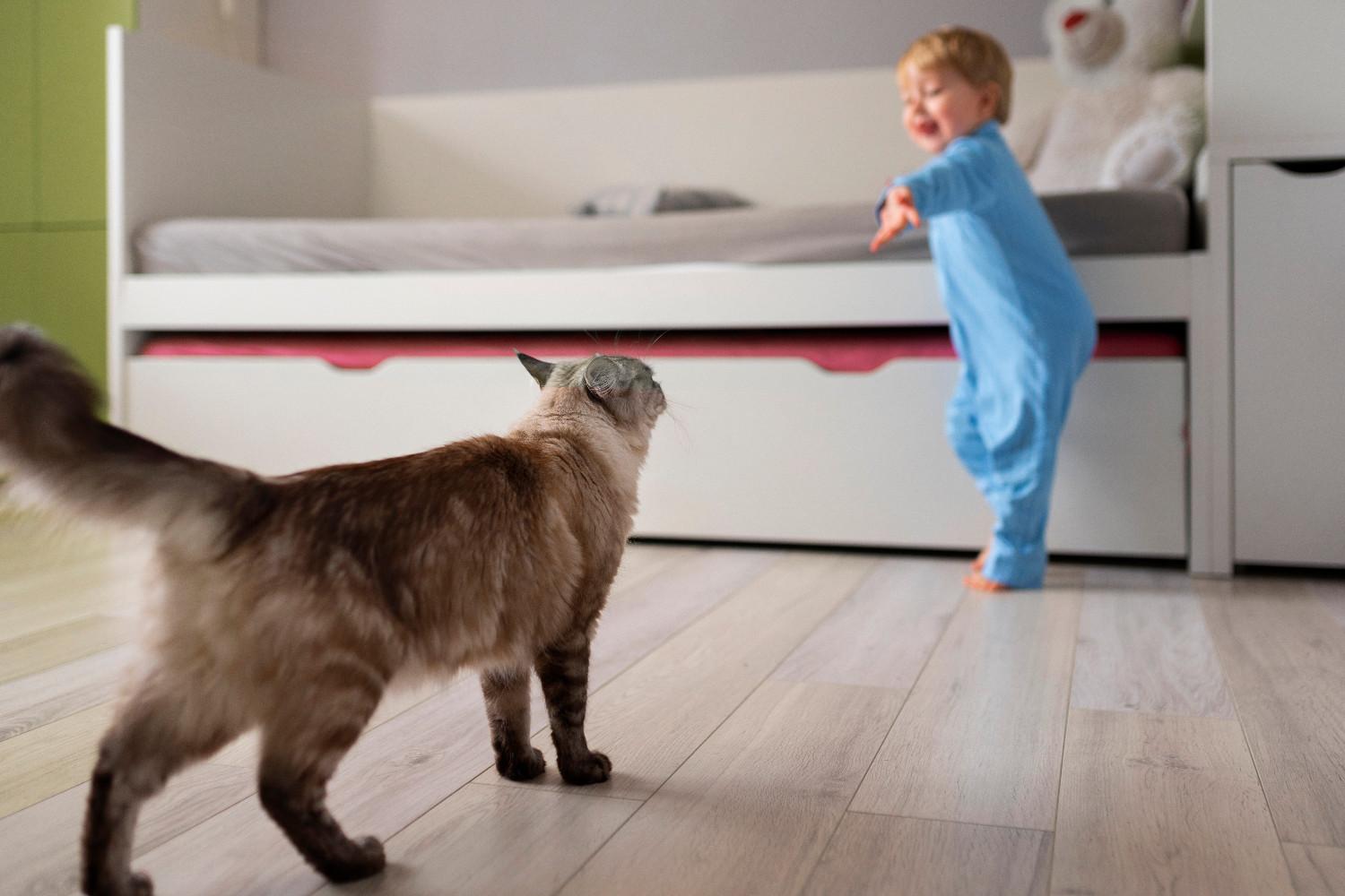 Chat avec posture tendue et oreilles légèrement en arrière face à un enfant très jeune, traduisant un inconfort