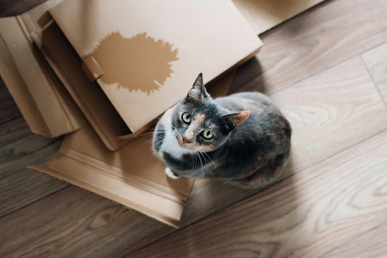 Chat qui regarde l'objectif, assis à coté de boites en cartons après avoir uriné dessus