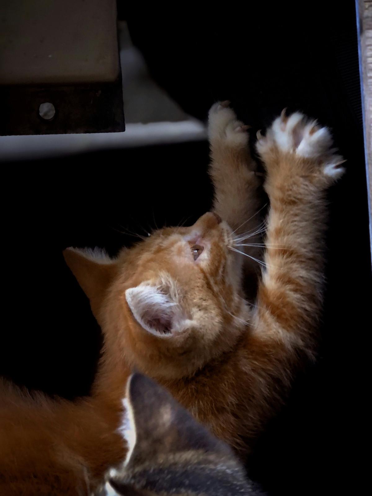 Photo illustrant l'article sur Pourquoi nos chats s’acharnent-ils sur le mobilier ?