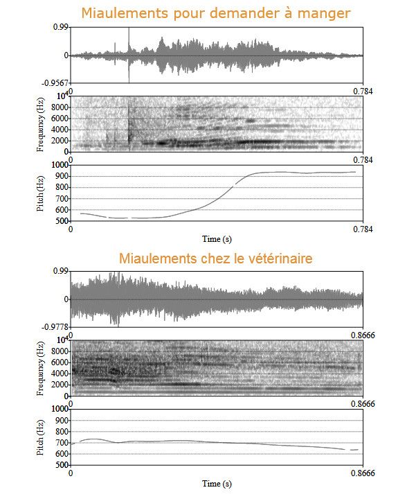 Spectrogramme illustrant les différentes fréquences vocales d'un chat