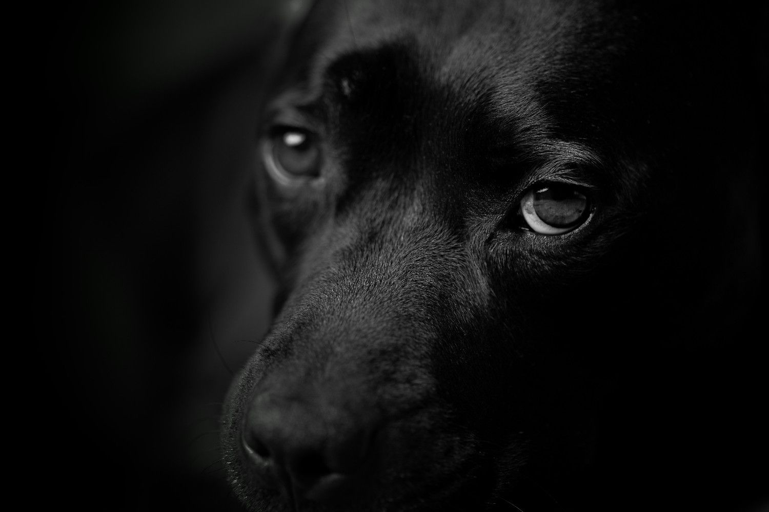 Photo illustrant l'article sur Le mythe du chien "coupable"