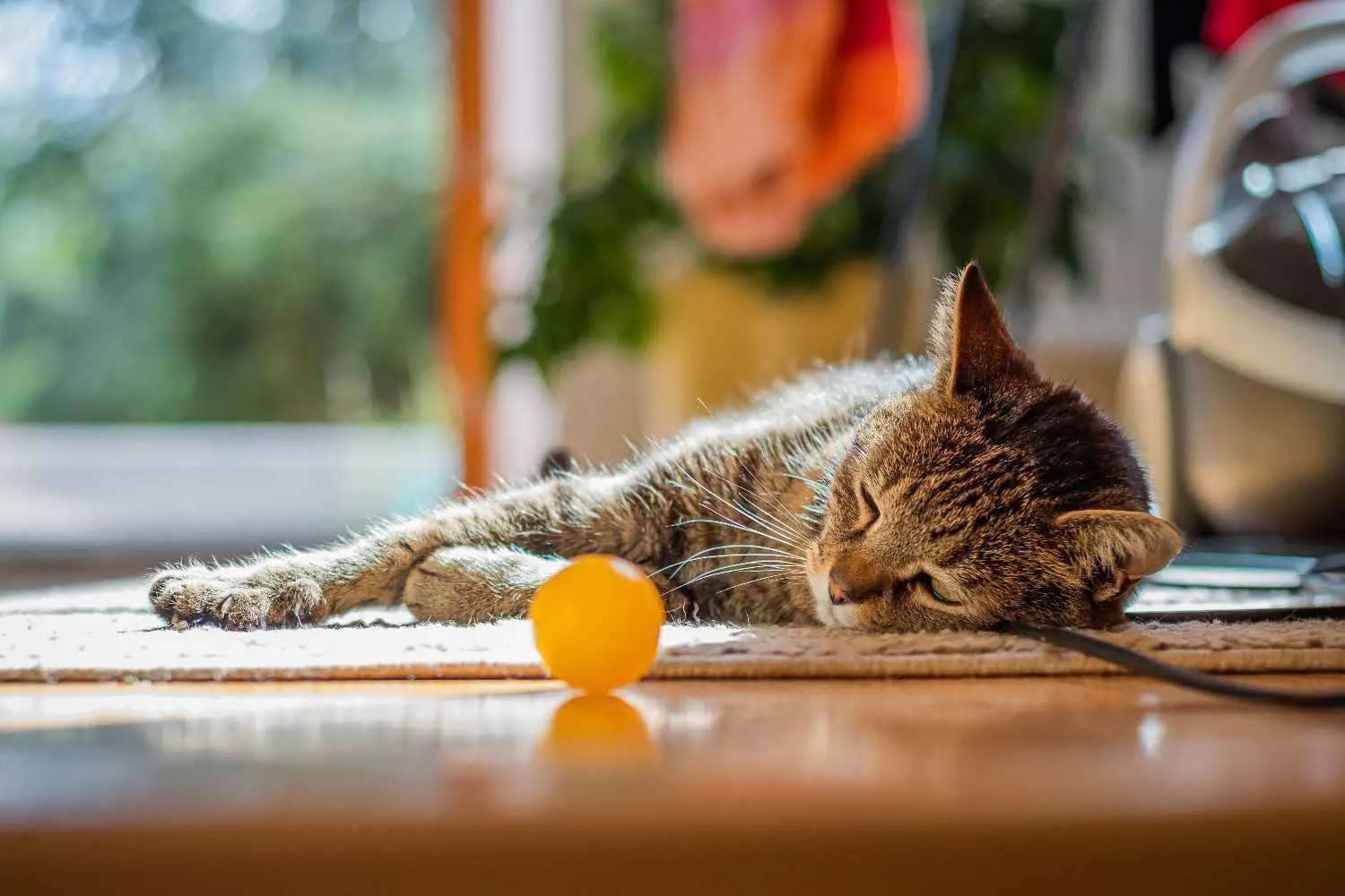 Photo illustrant l'article sur Mon chat ne veut pas jouer : faut-il s’inquiéter ?