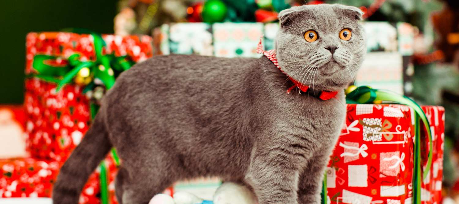 Photo d'un chat avec les yeux écarquillés et les oreilles en arrière debout sur des cadeaux de noël