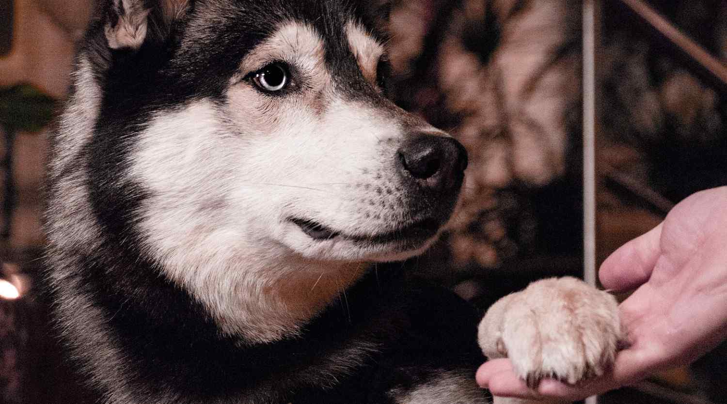 Photo d'un chien donnant la patte à son humain