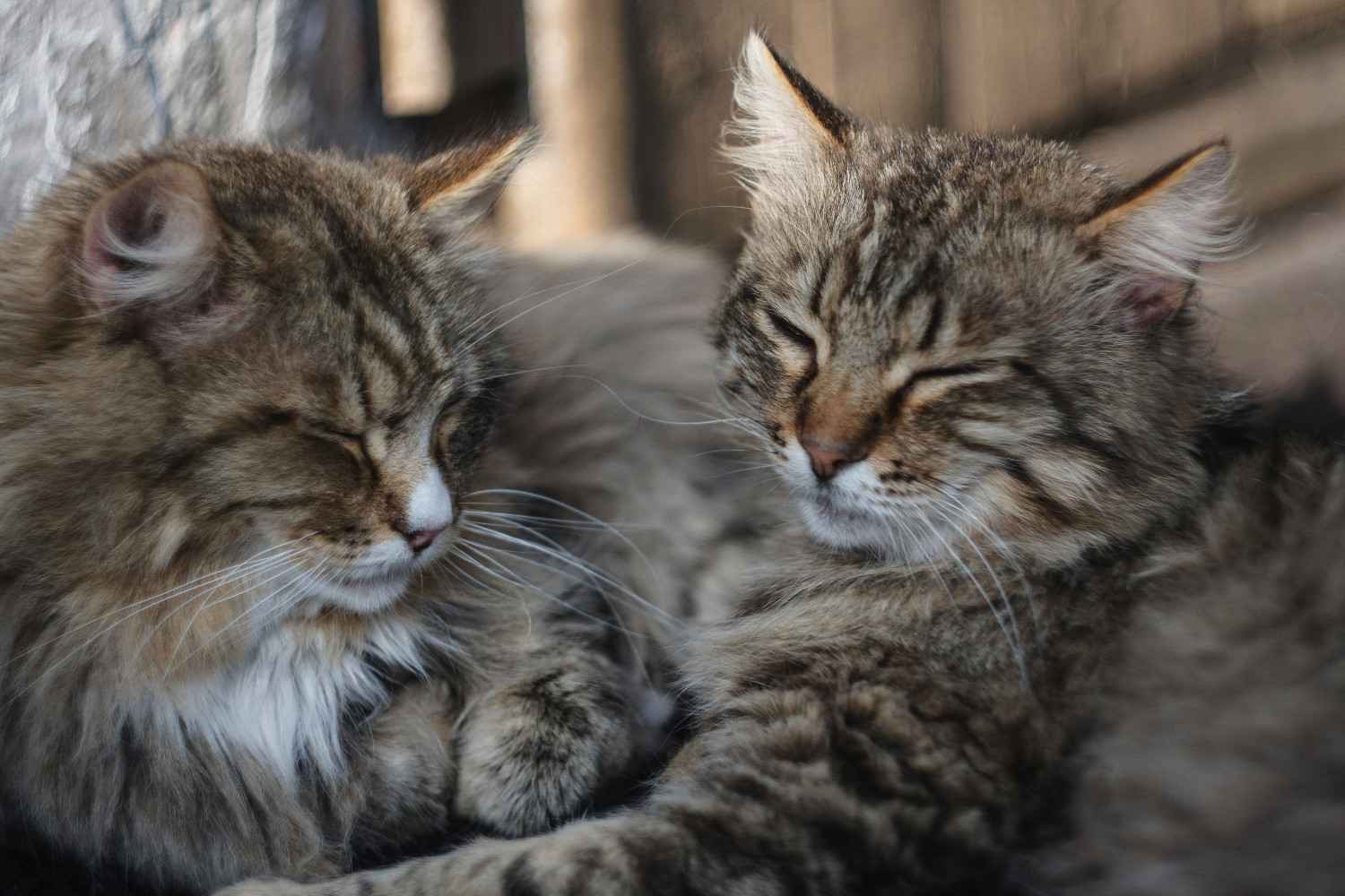 Photo illustrant l'article sur Faut-il mieux adopter un chat ou deux ?