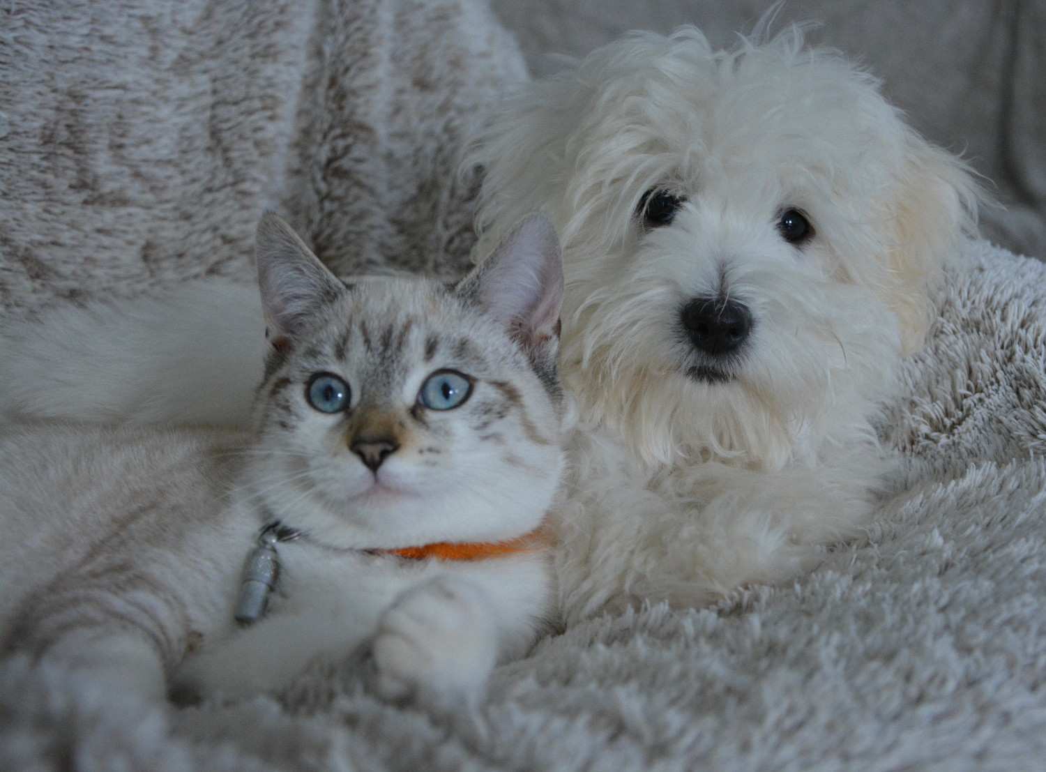 Photo d'un chien et chat adulte allongé à coté l'un de l'autre