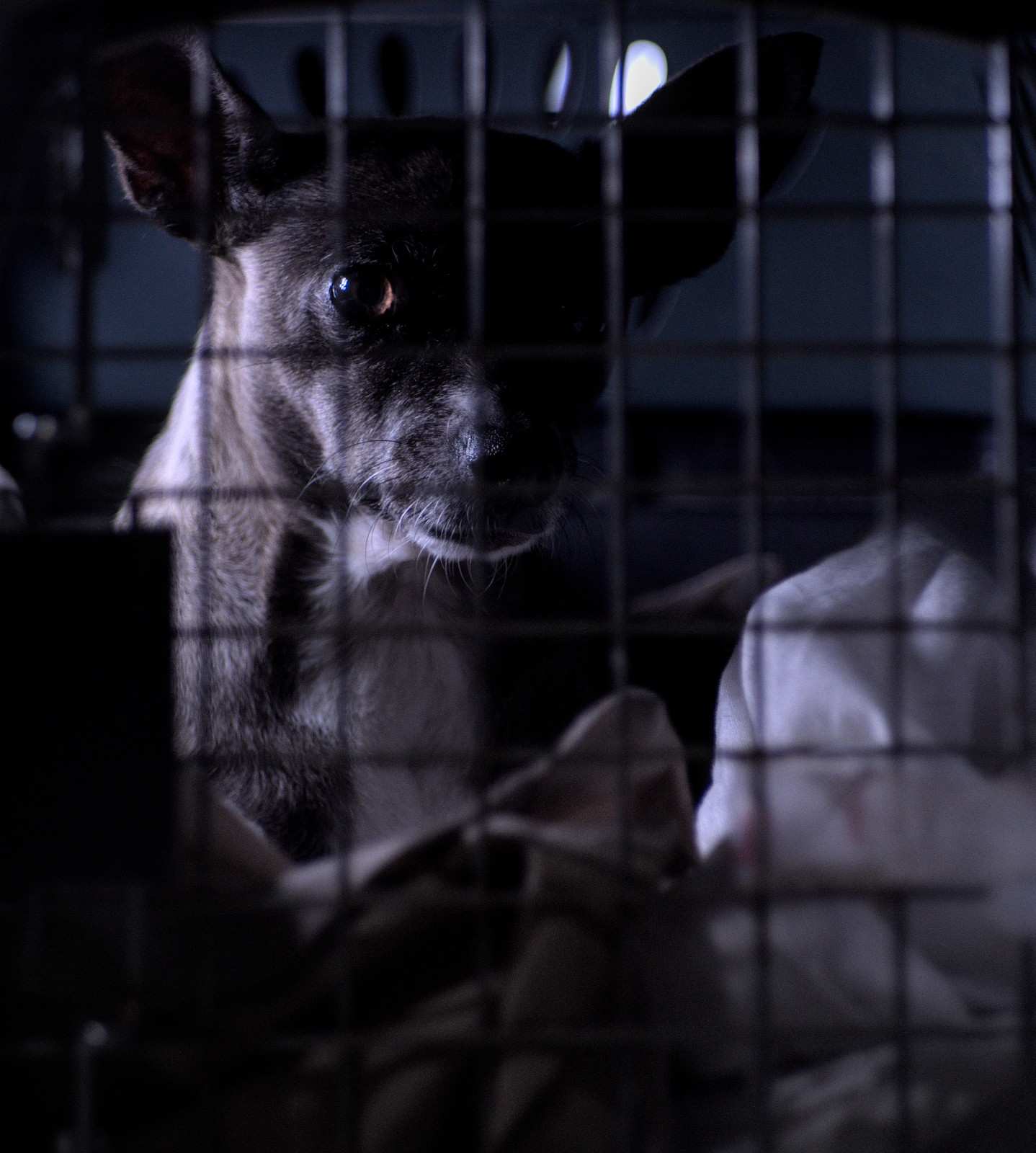Chien adulte assis dans un box de refuge, regardant à travers les barreaux