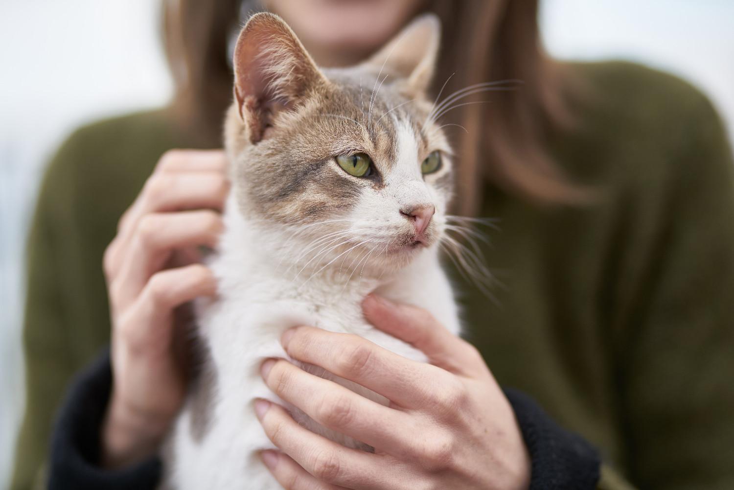 Femme caressant un chat adulte