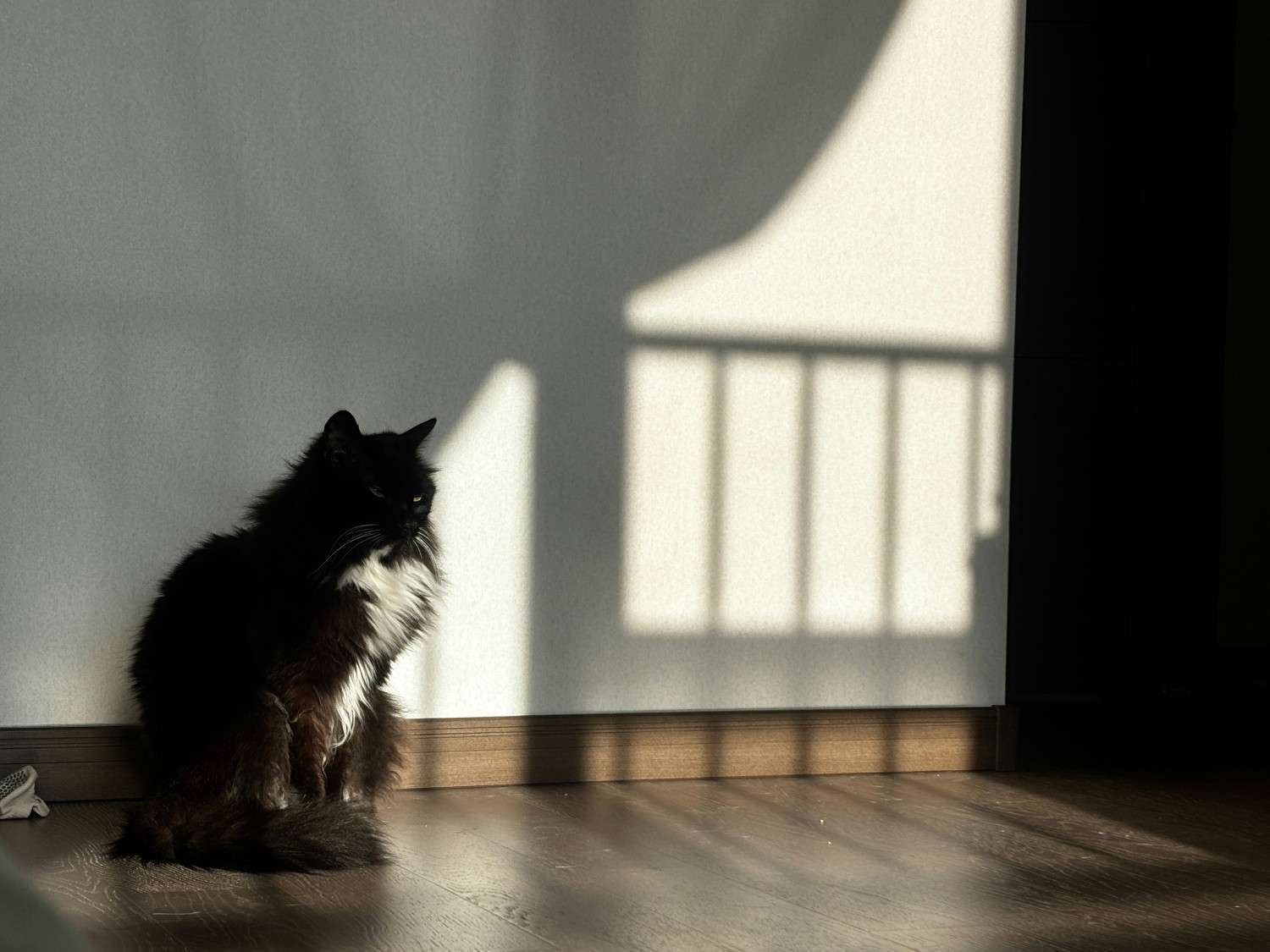 Chat adulte regardant devant lui en intérieur, l'air attentif