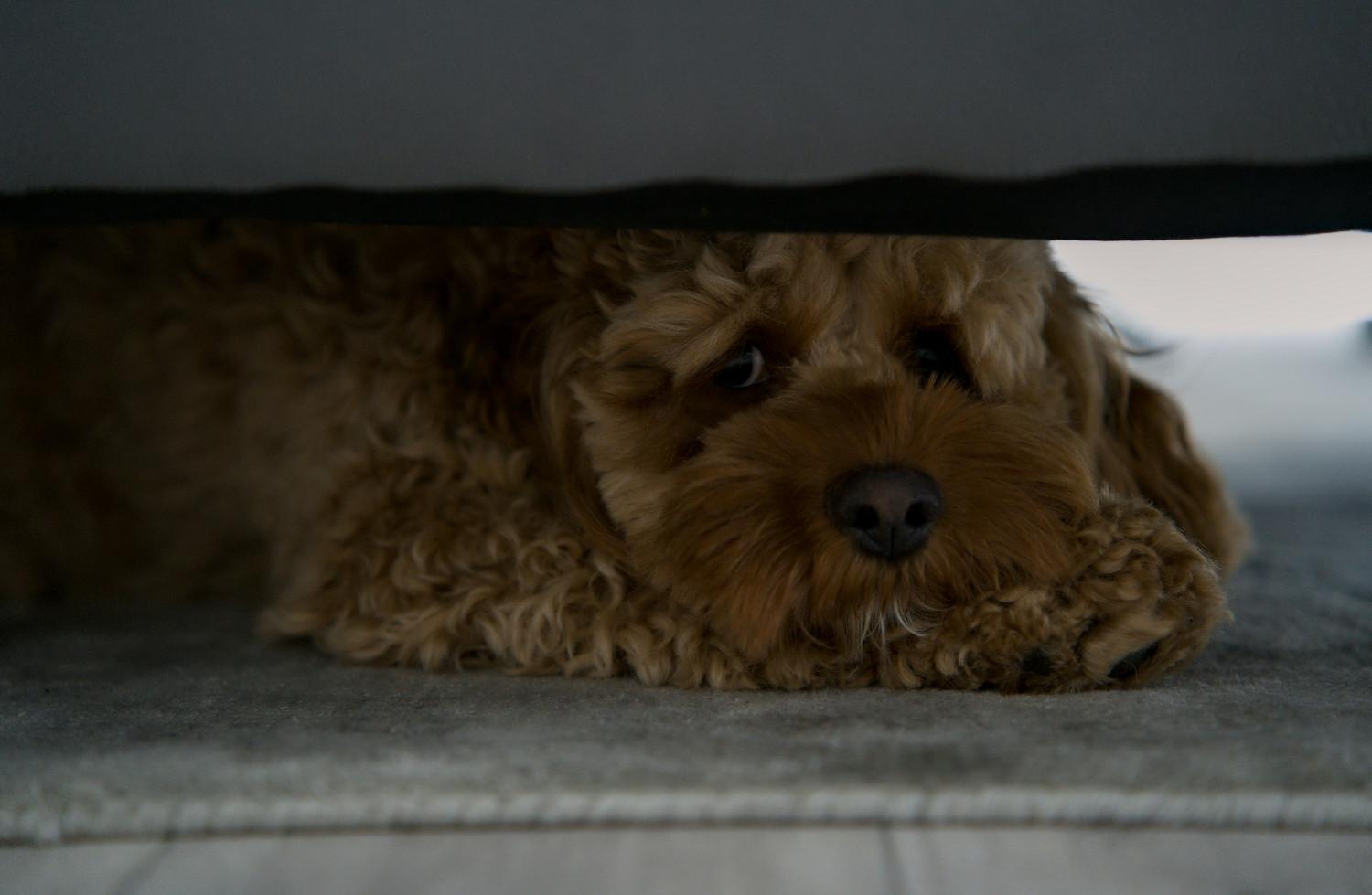 Chien adulte se cachant sous un meuble dans une nouvelle maison