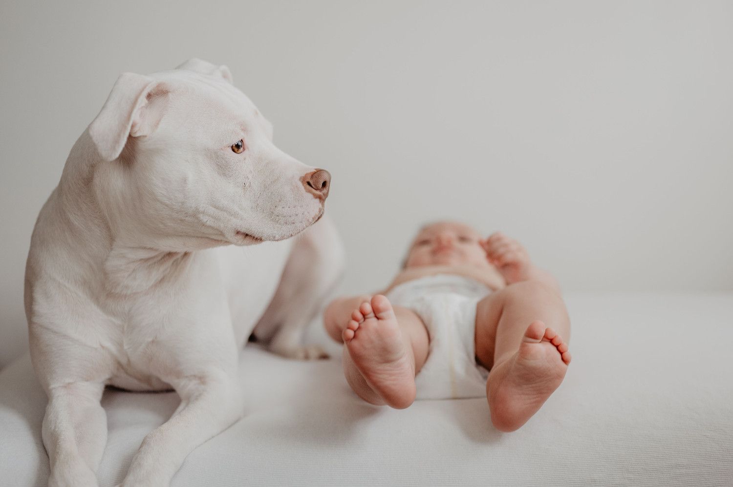 Photo d'un chien allongé à coté d'un bébé