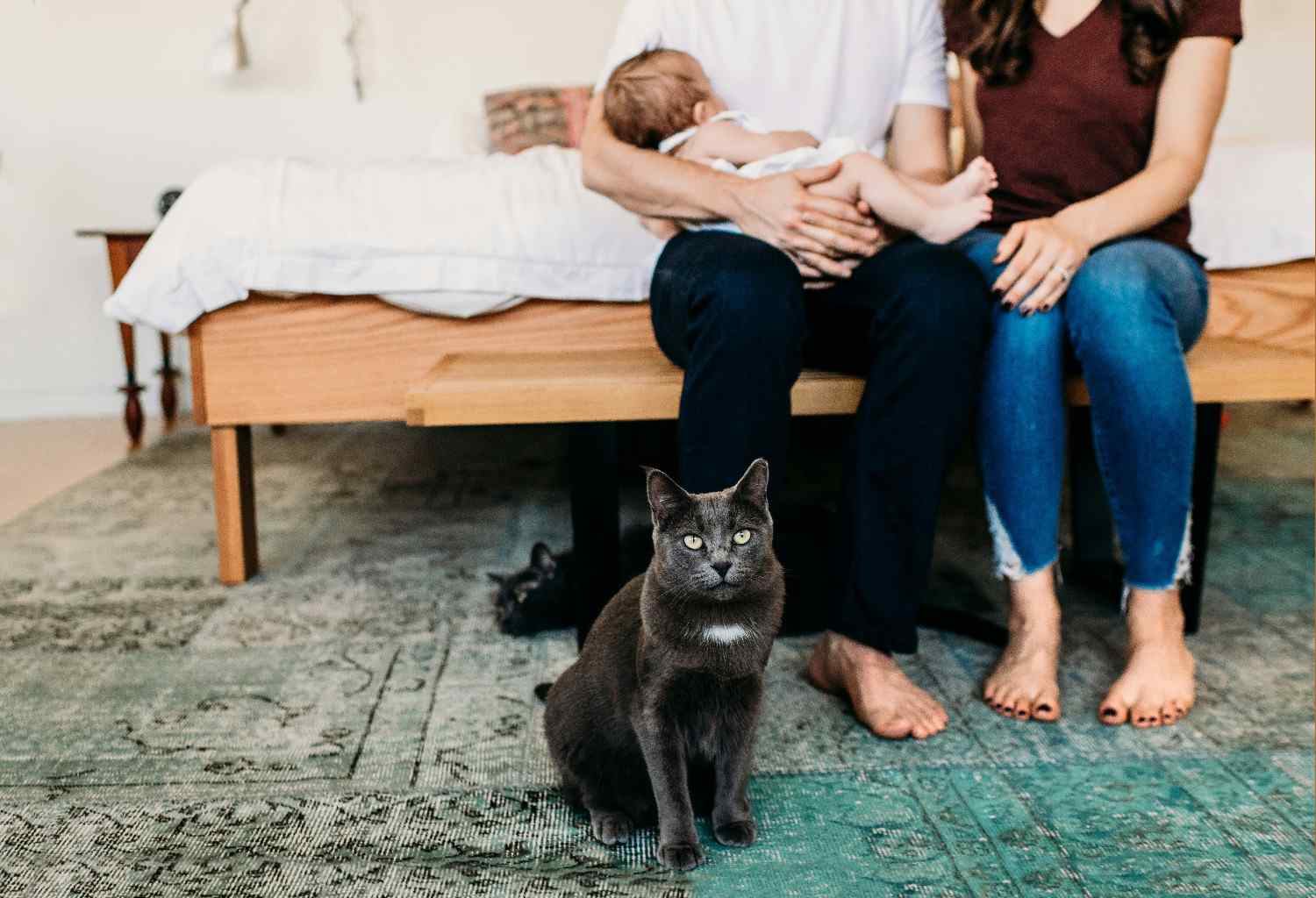 Chat cherchant le contact de ses humains occupés avec leur bébé