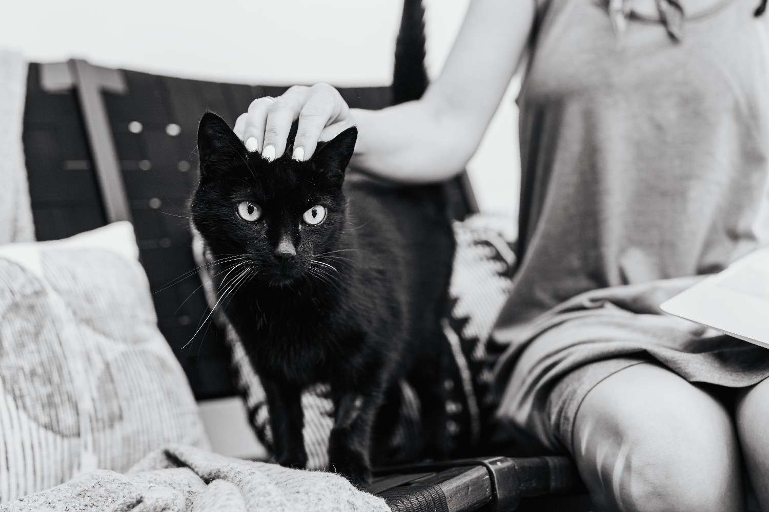 Photo d'un chat noir caressé par une femme à l'intérieur.