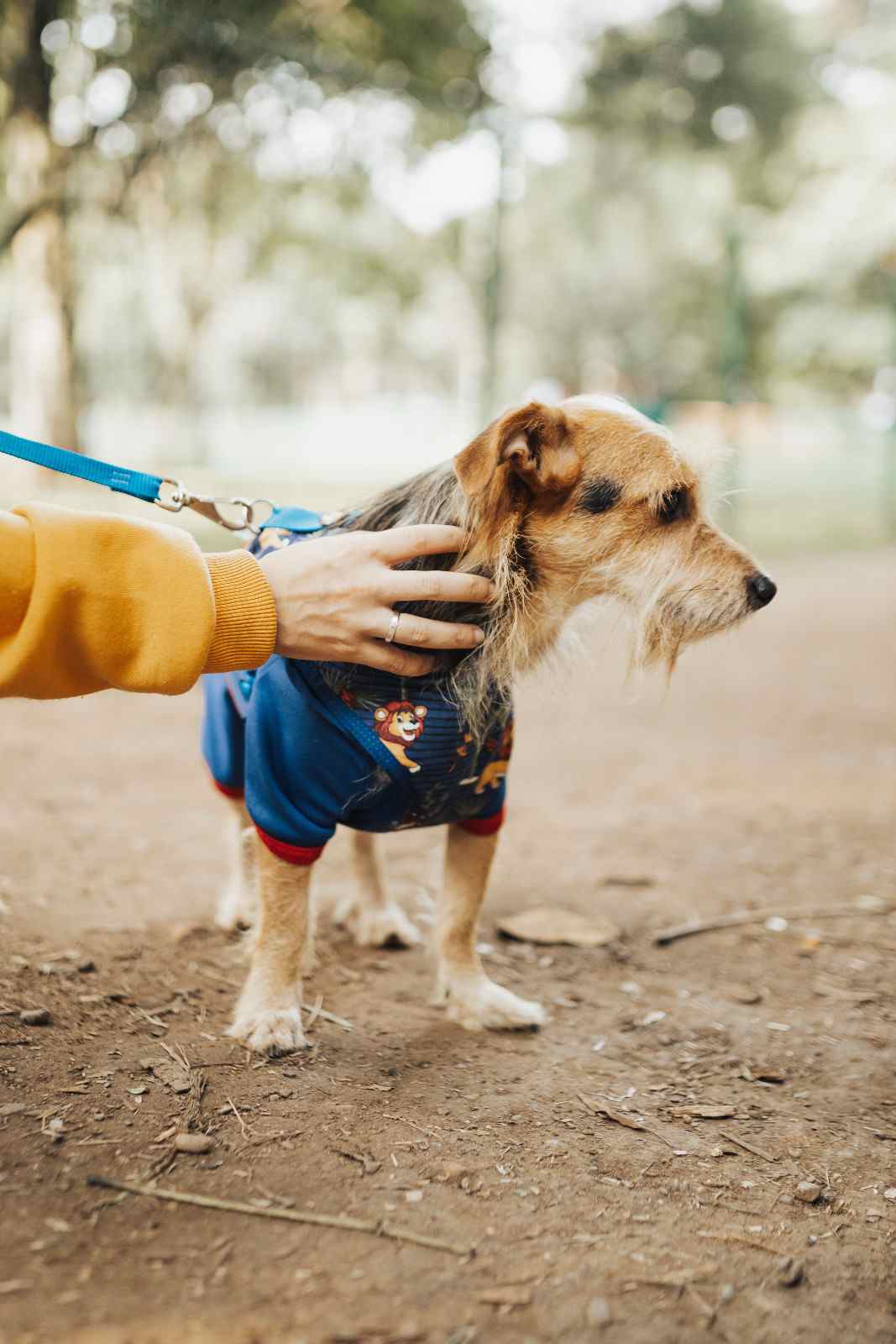Personne caressant son chien qui détourne la tête, illustrant un signal discret d'inconfort