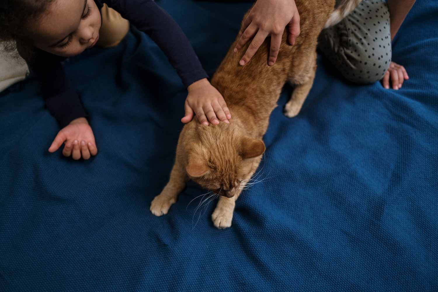 Chat aux oreilles en arrière et le corps rigide pendant une caresse, signal d'inconfort
