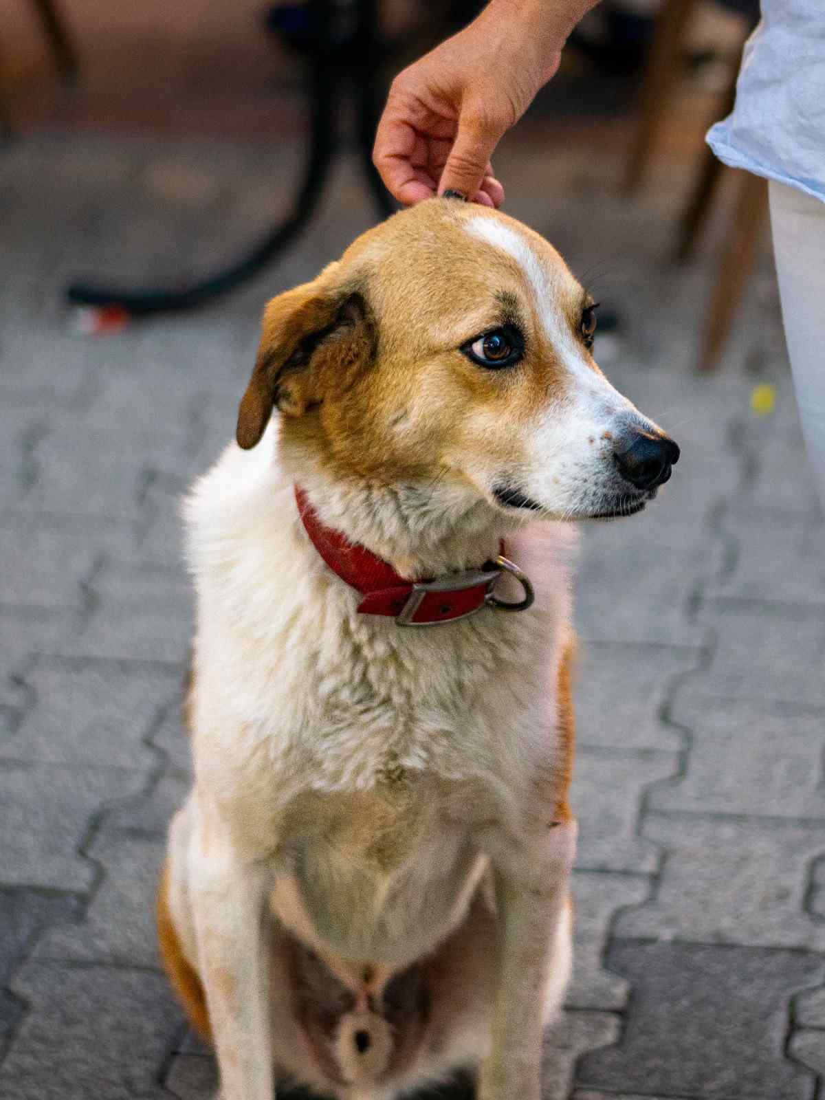 Chien avec le corps légèrement courbé et le regard fuyant pendant qu'on le caresse sur la tête