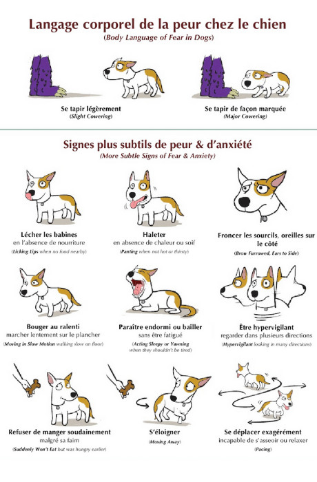 Illustration des signaux de stress discrets chez un chien