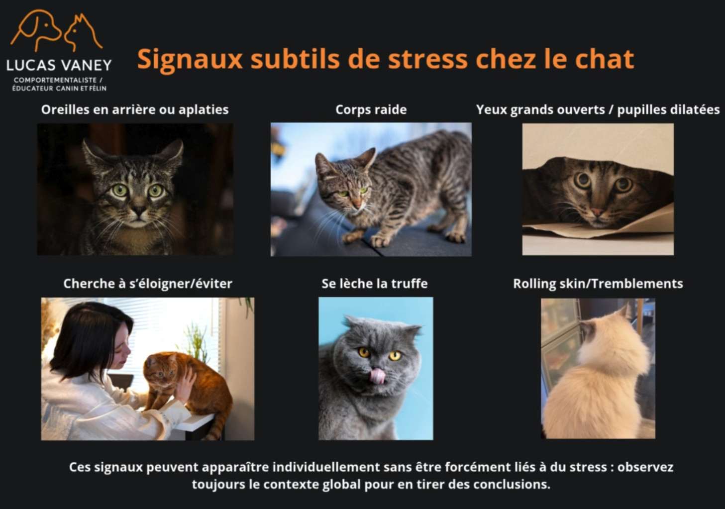 Illustration des signaux de stress discrets chez un chat