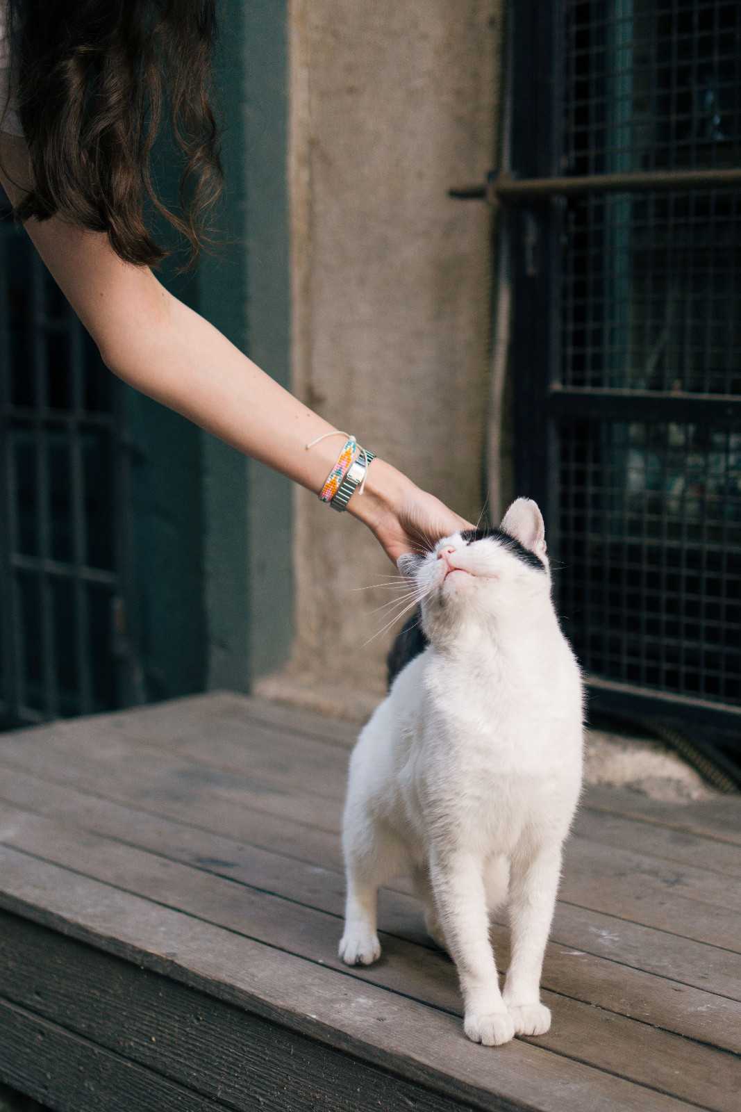 Chat venant spontanément frotter sa tête contre la main de son propriétaire, illustrant le consentement animal