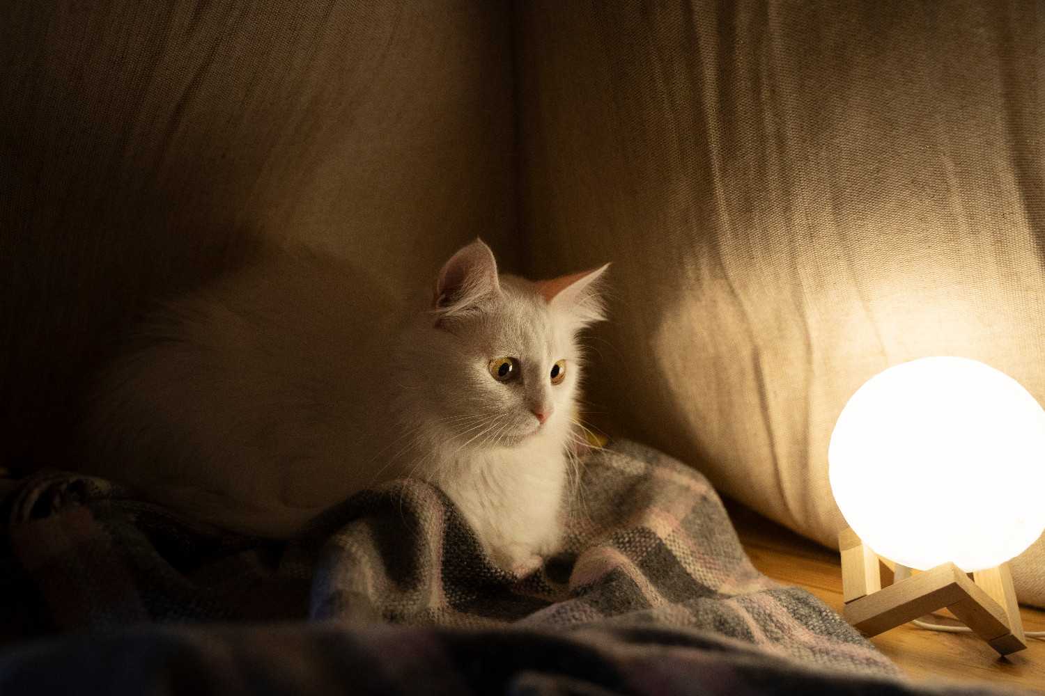 Photo d'un chat caché dans une tente faite maison