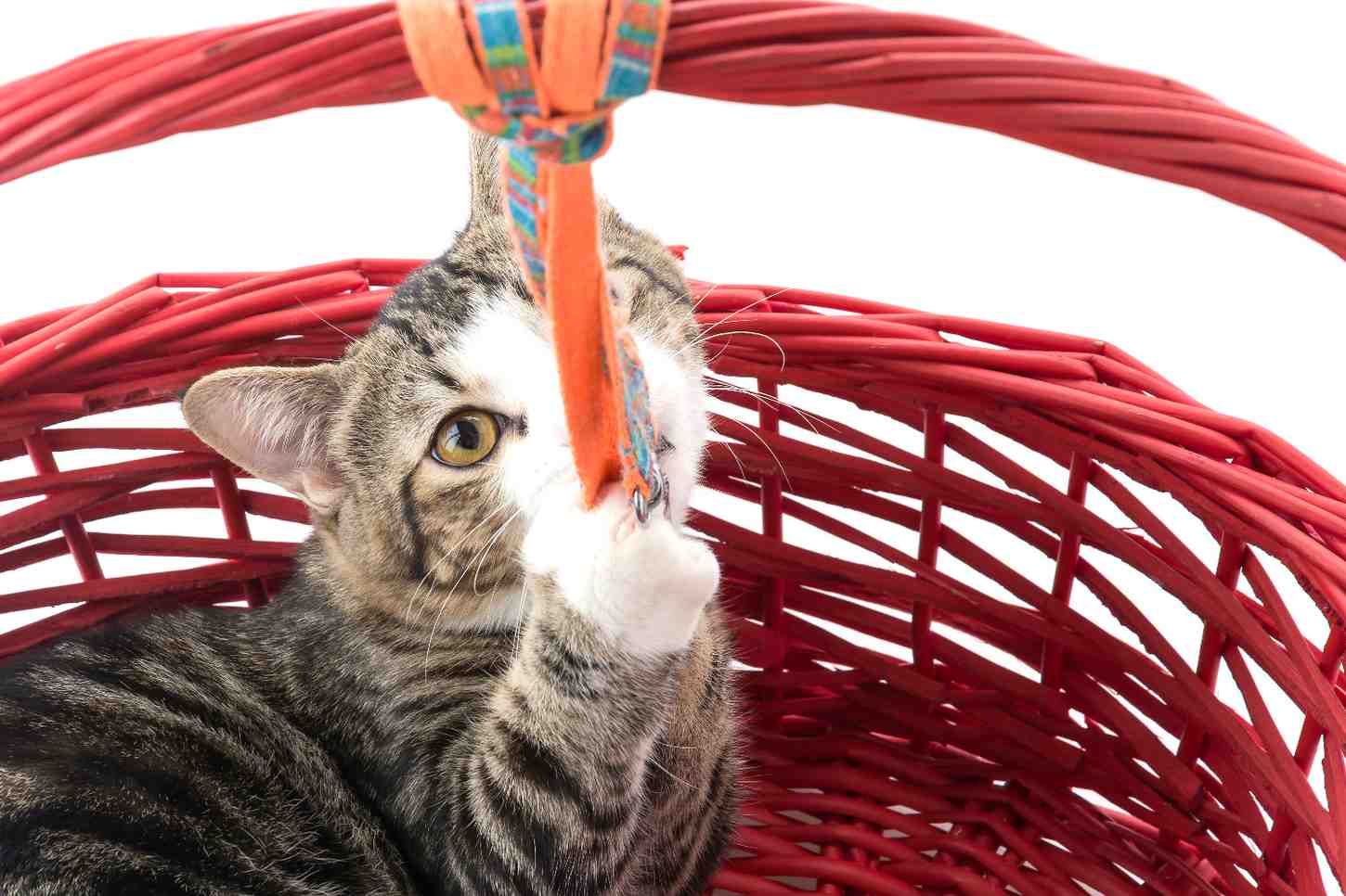 Chat se sentant en sécurité dans une cachette aménagée