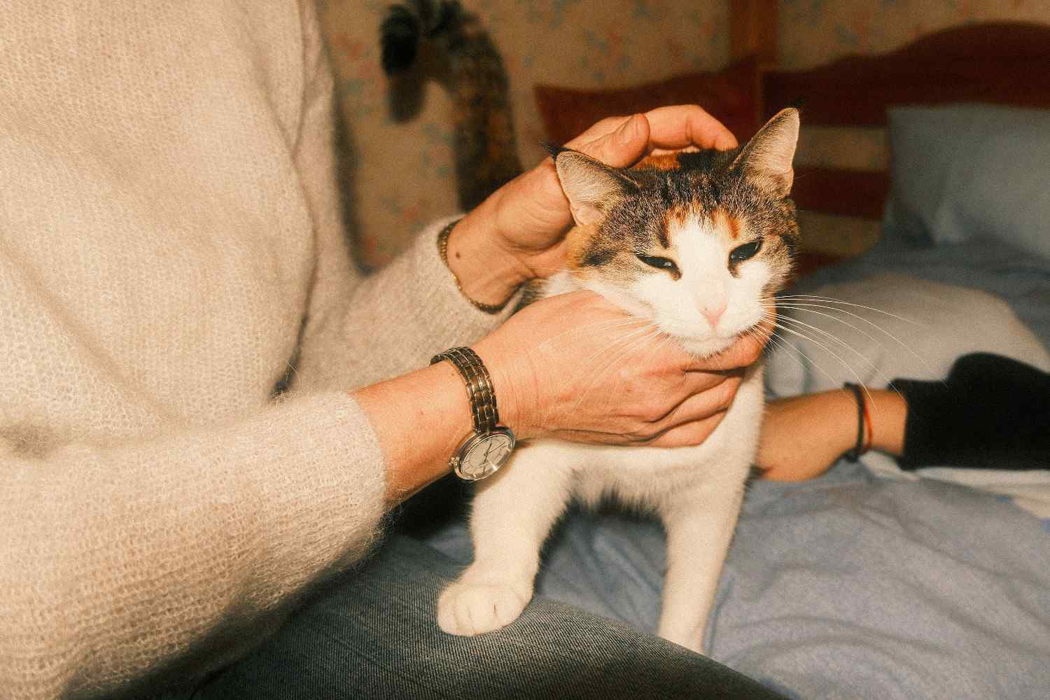 Chat semblant tendu et stressé lors d'une caresse