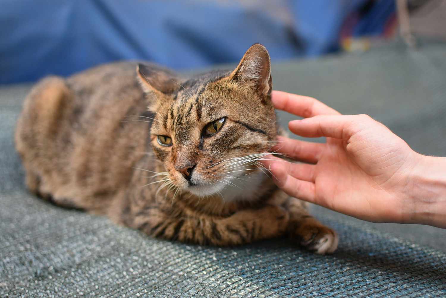 Chat qui détourne la tête pendant qu'un humain le caresse