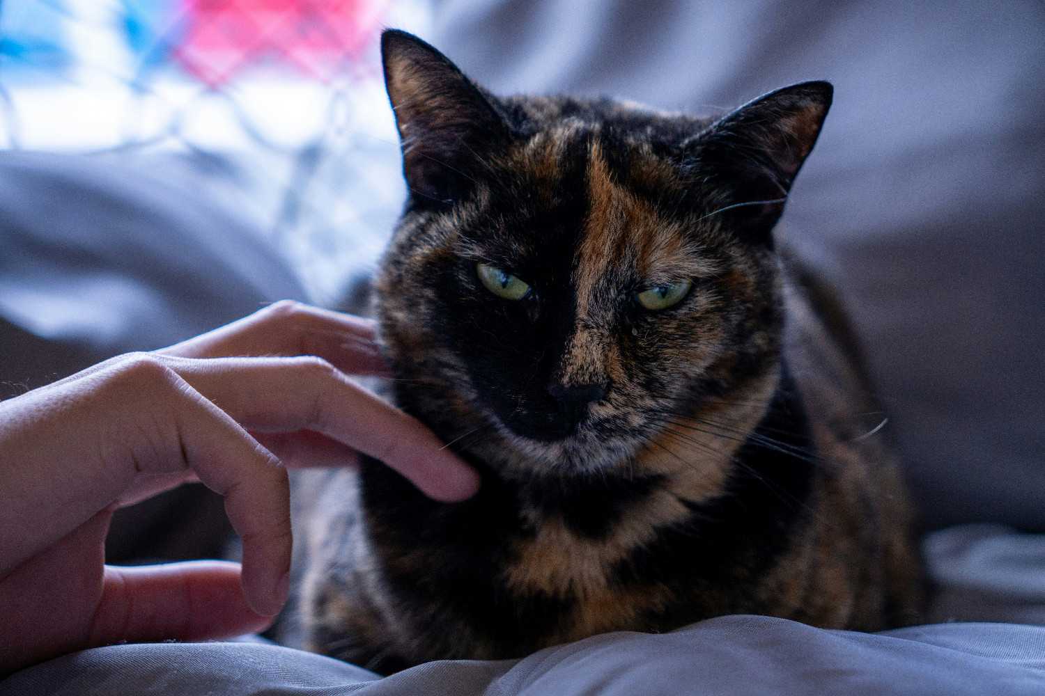 Chat allongé, l'air résigné, pendant qu'une main le caresse