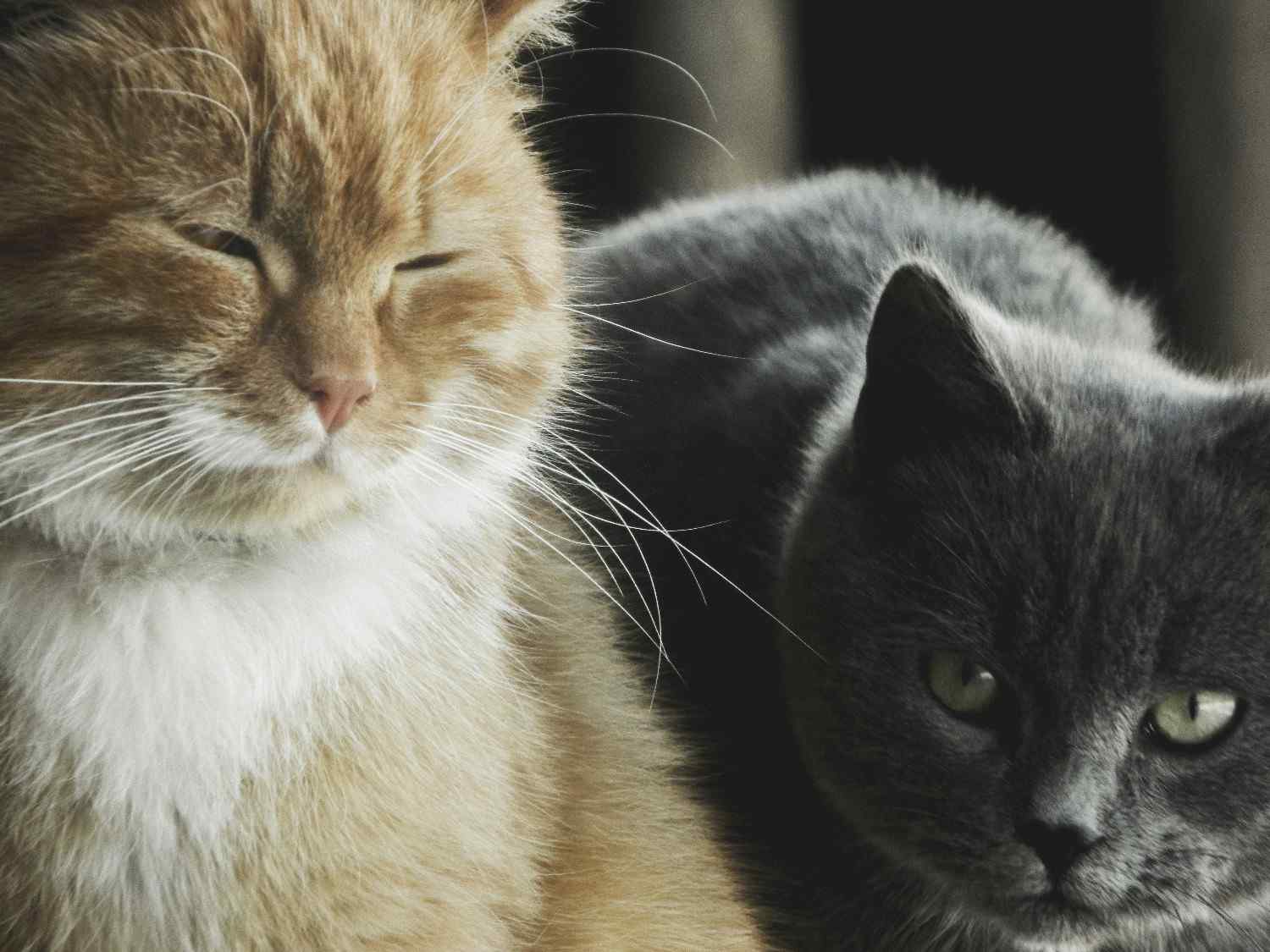 Deux chats côte à côte 