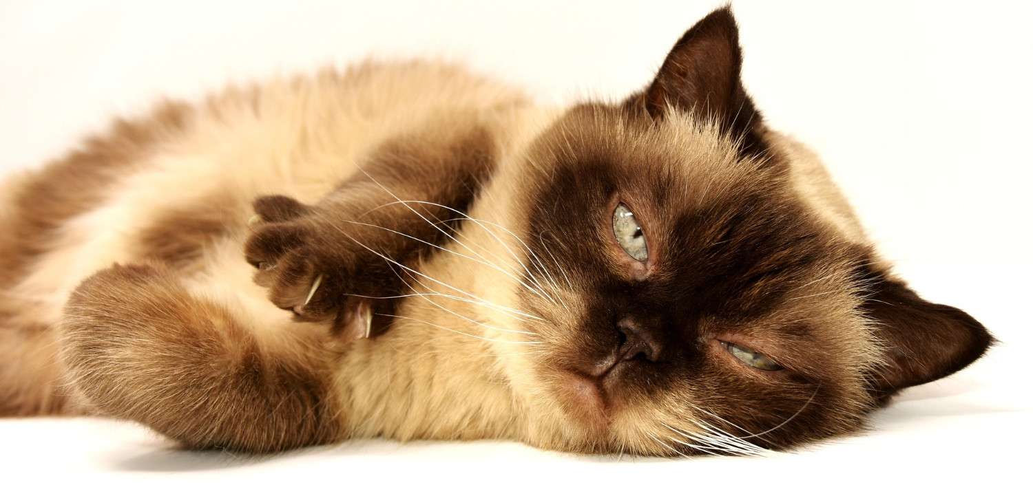 Chat clignant des yeux en direction de la caméra