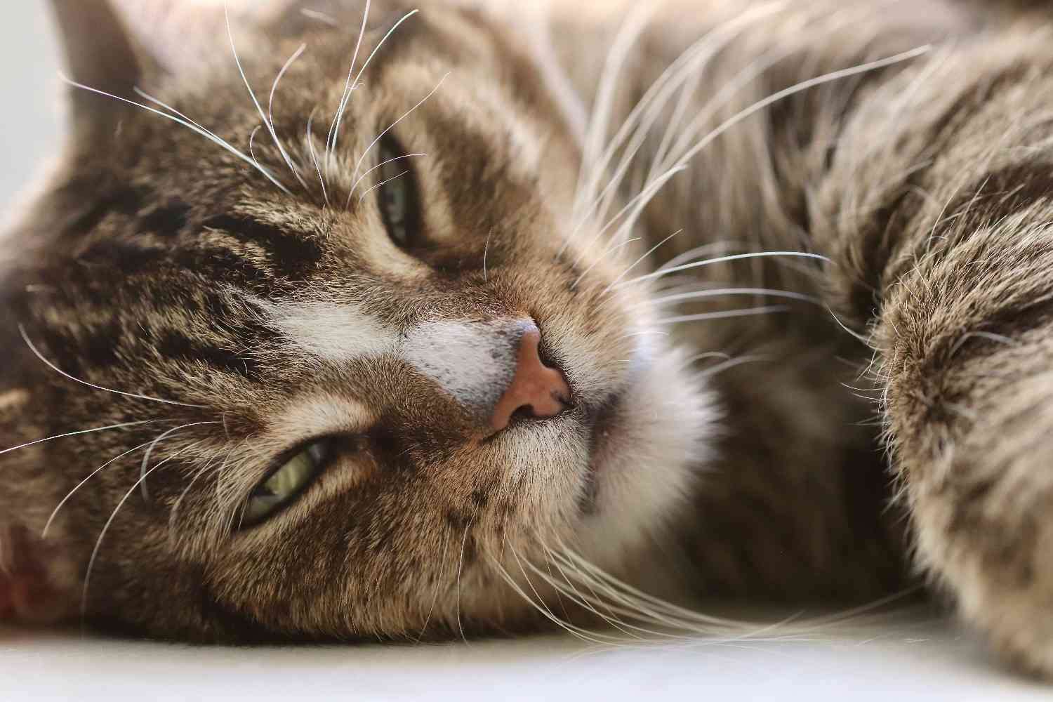 Chat aux yeux mi-clos regardant paisiblement en direction de l'objectif