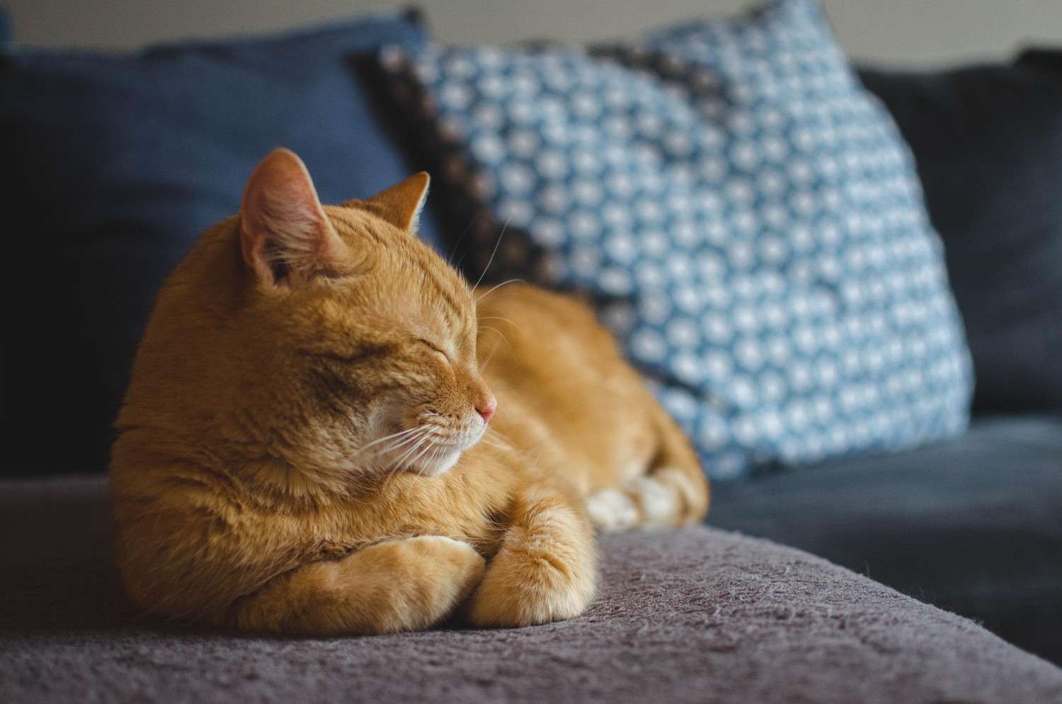 Chat détendu allongé sur un canapé, les yeux mi-clos dans une posture apaisée