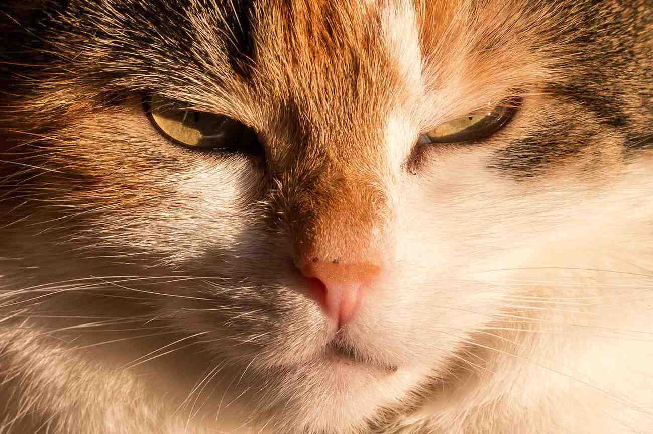 Chat avec les yeux mi-clos, paraissant cependant tendu