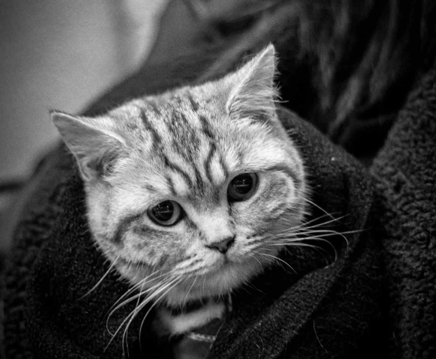 Photo en noir et blanc d'un chat enveloppé dans une couverture, tenu par une personne, l'air triste.