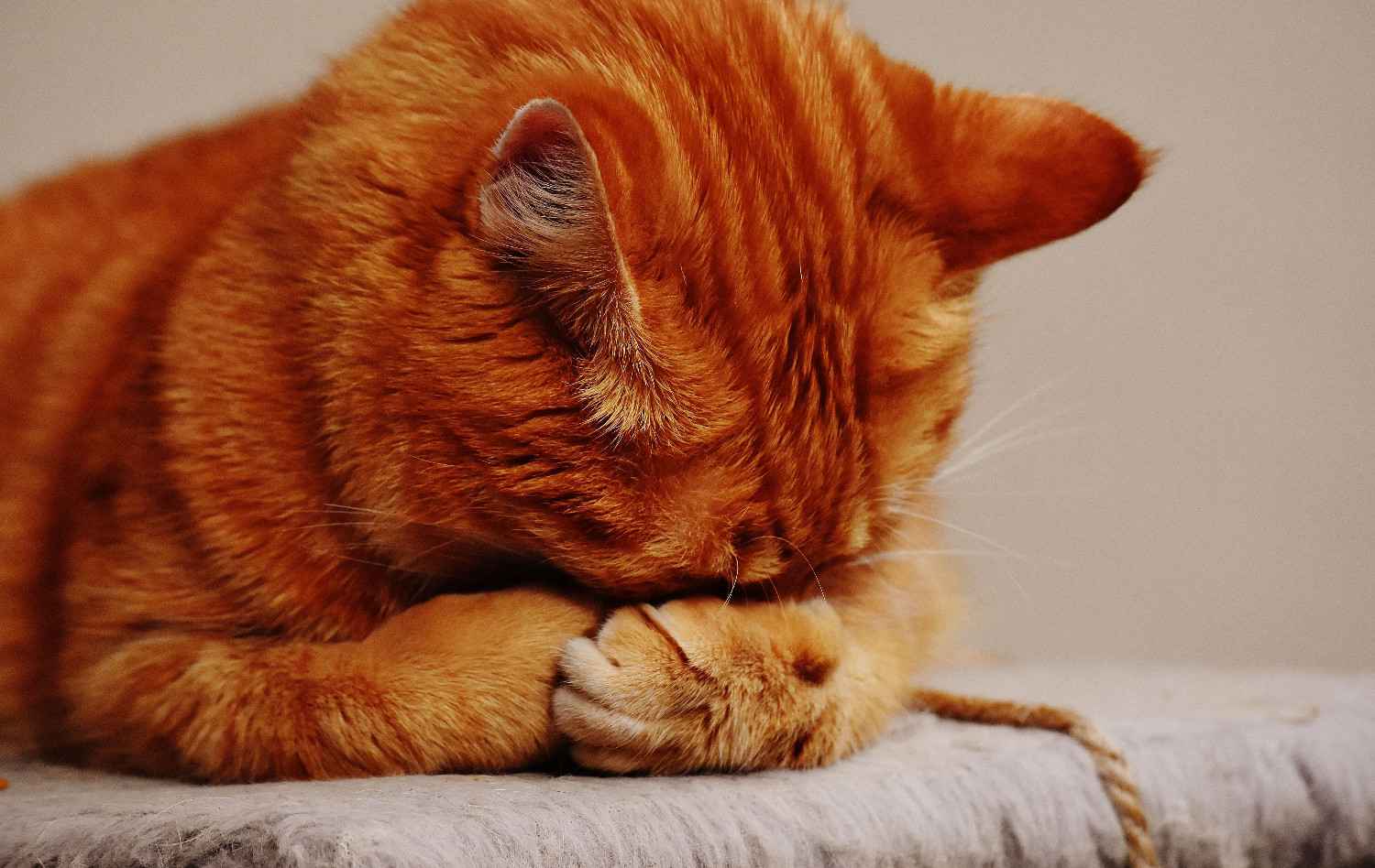 Chat allongé seul sur un canapé, la tête dans les pattes