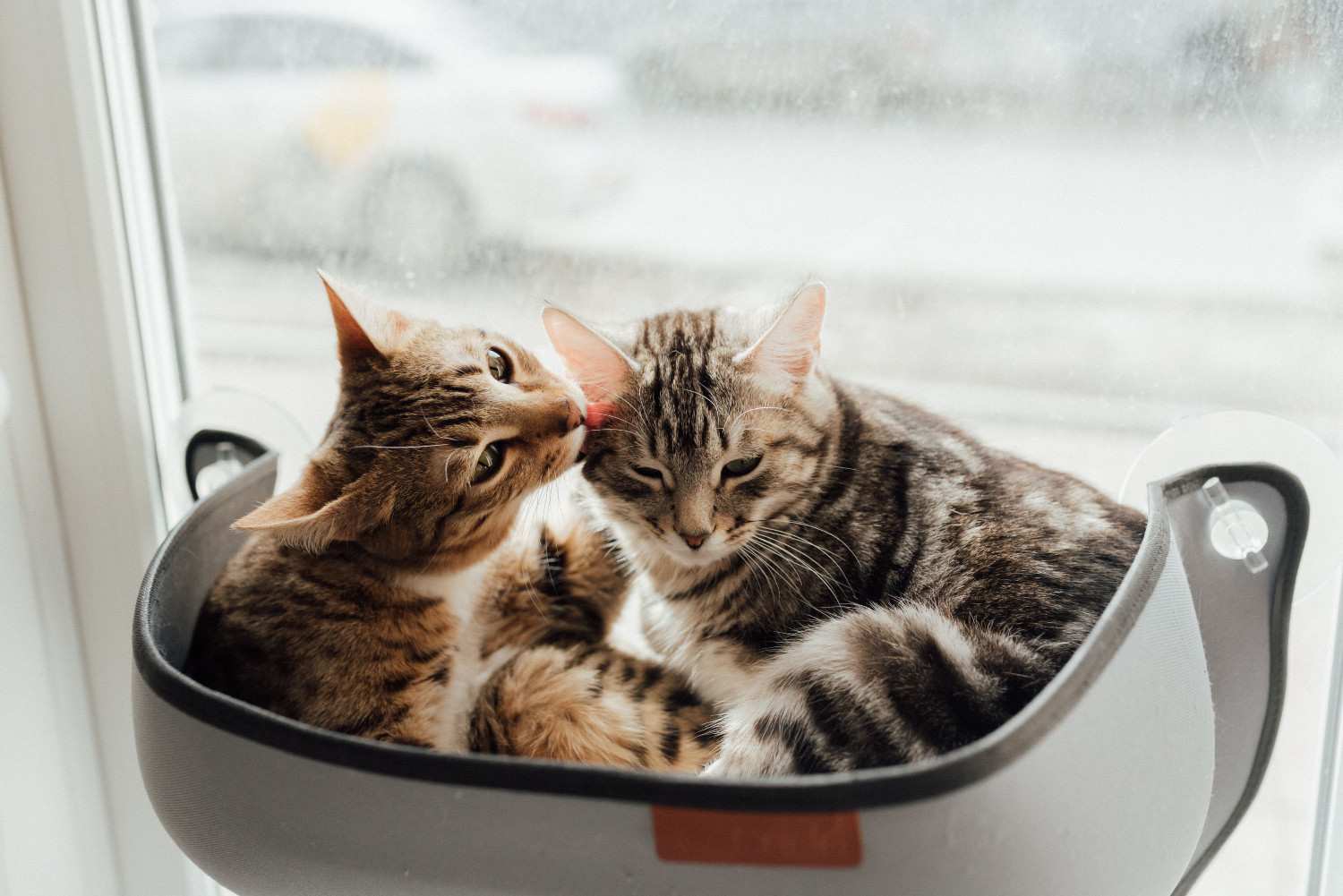 Deux chats très proches l'un de l'autre, illustrant les liens affectifs entre félins