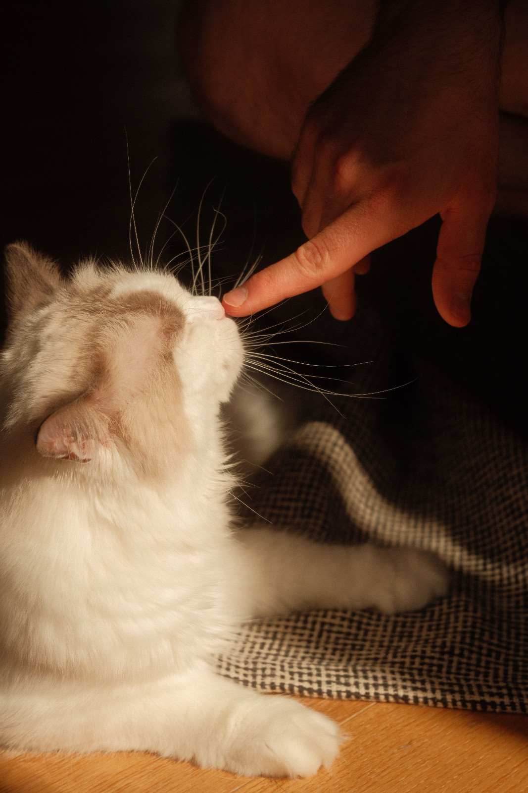 Chat reniflant le doigt de son humain, analysant les odeurs sémiochimiques