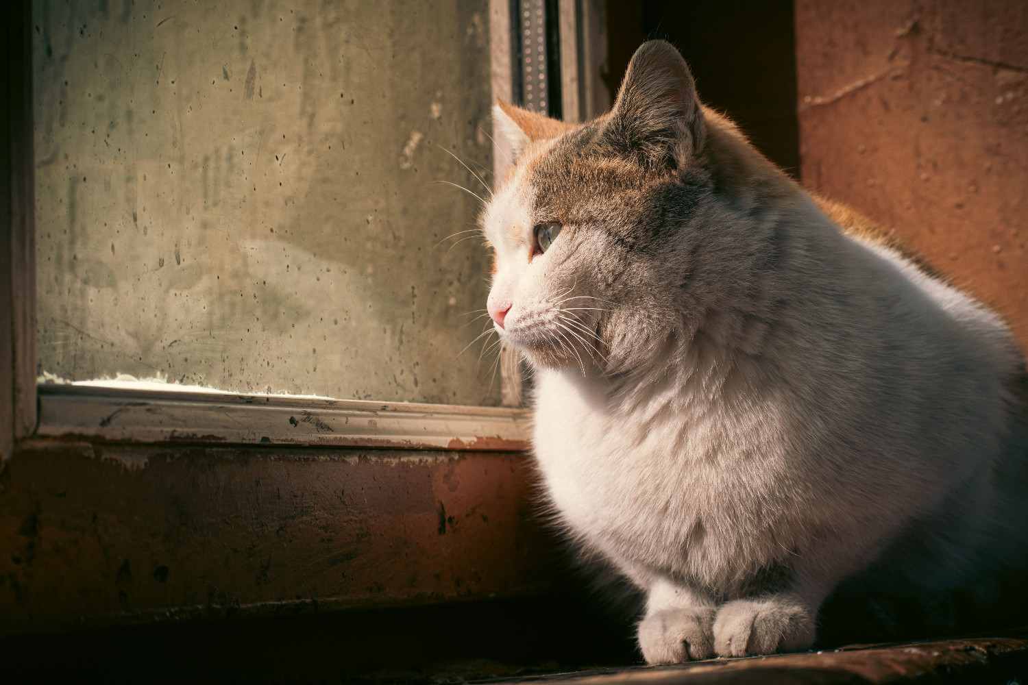 Chat regardant par une fenêtre, pensif, dans une lumière douce