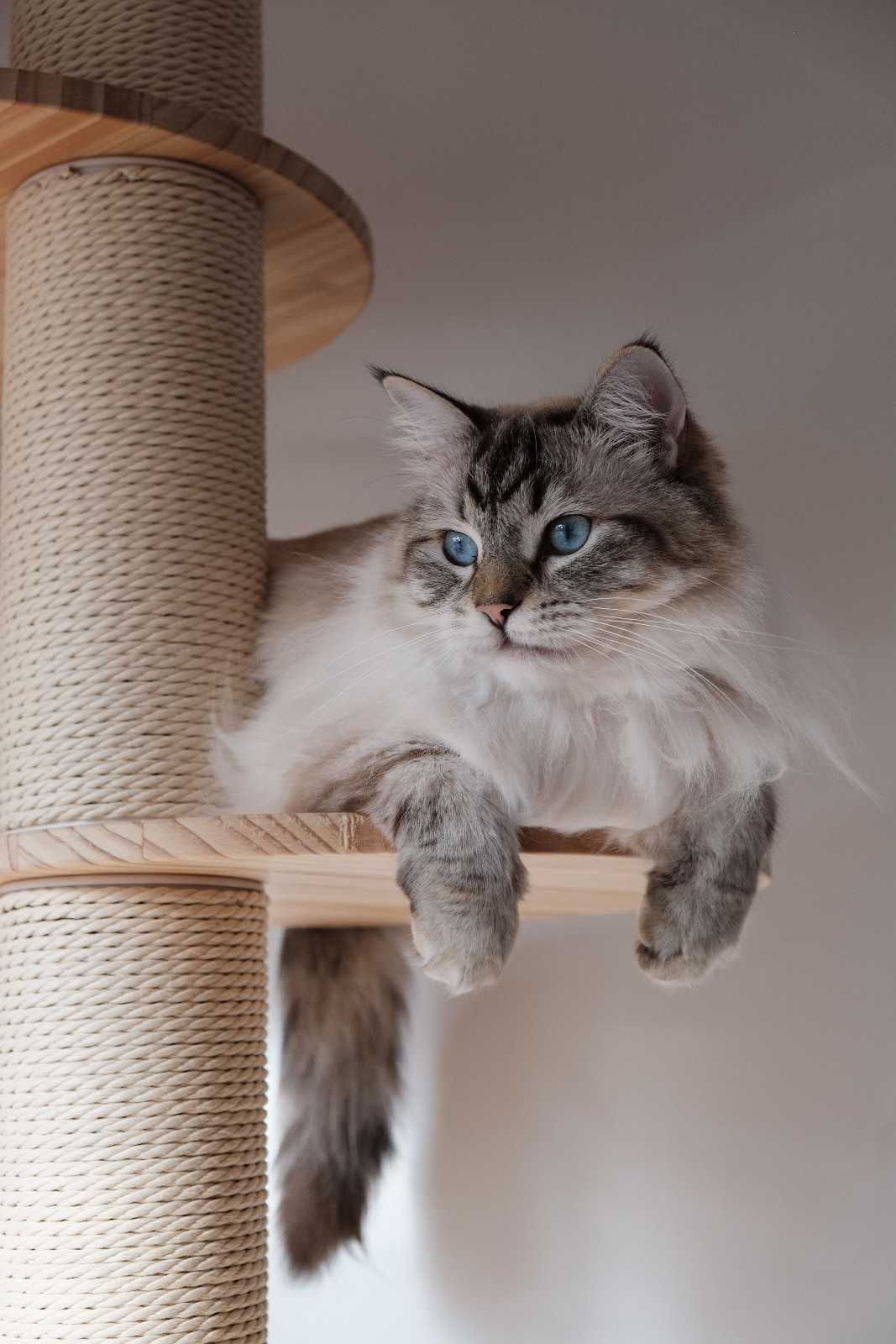 Chat perché en hauteur sur un arbre à chat, observant la pièce