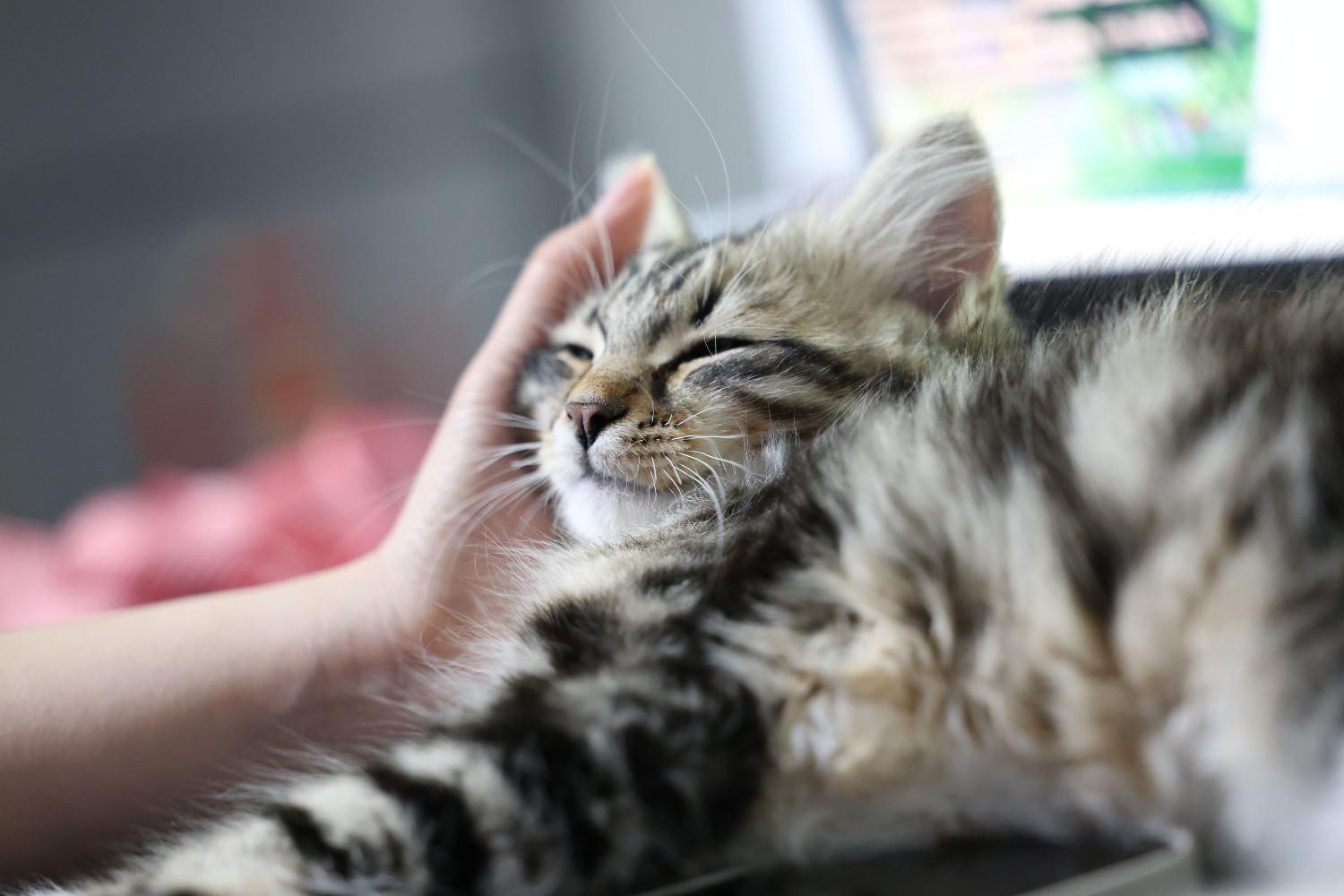 Chat d'intérieur se faisant caresser par un humain