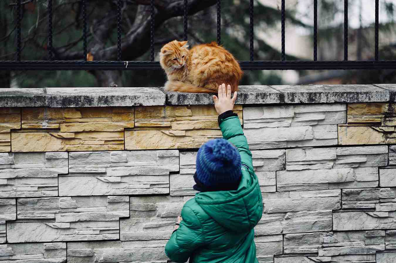 Chat assis sur un muret en pierre cherchant à éviter une caresse d'un humain.