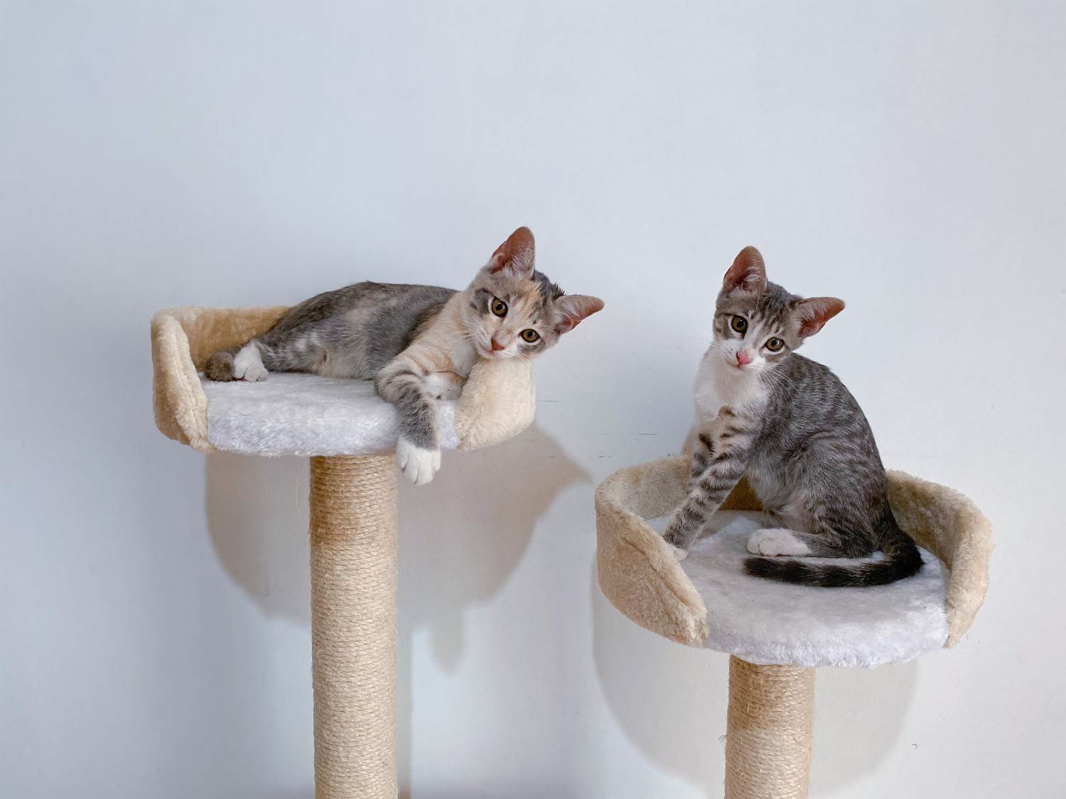 Chat jeune observant son environnement, en hauteur sur un arbre à chat