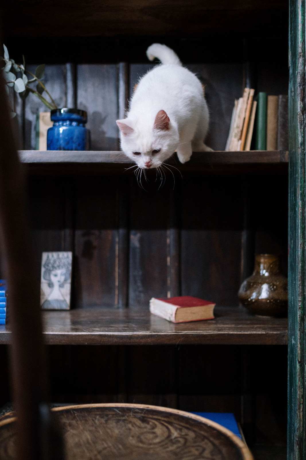 Chat senior hésitant à sauter sur une chaise depuis un meuble en hauteur