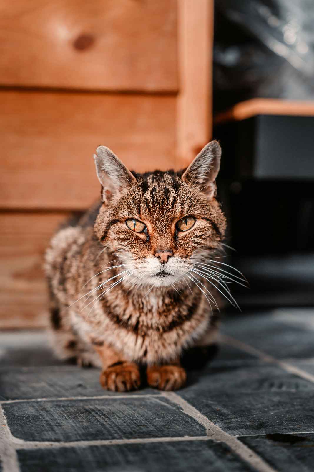 Chat senior allongé au sol, ne pouvant pas accéder à la hauteur