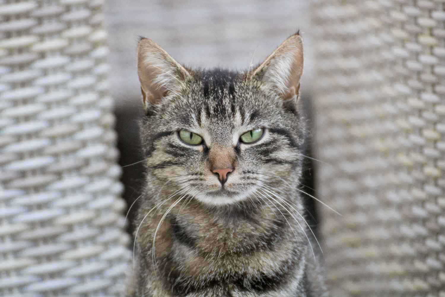 Photo illustrant l'article sur Les émotions humaines que l’on associe aux chats : rancune, vengeance et autres idées reçues