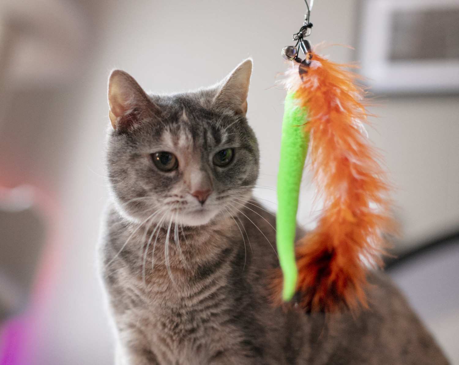 Image locale insérée