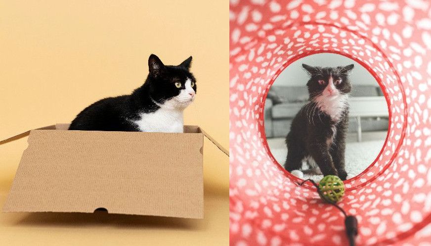 Image d'un chat désintéressé par des jouets, juxtaposé à un chat jouant dans une boite en carton