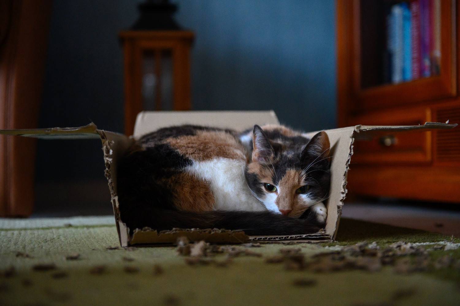 Chat allongé à l'intérieur d'un carton ouvert déchiqueté