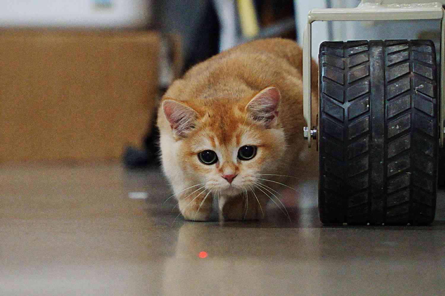 Chat roux jouant avec un point laser à l'intérieur, à côté d'une roue.